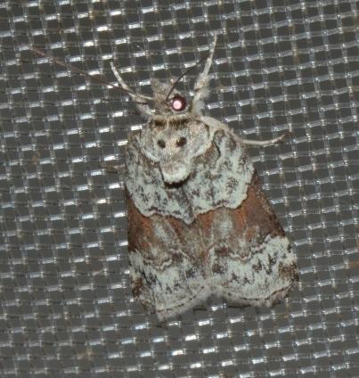 Nycteola siculana